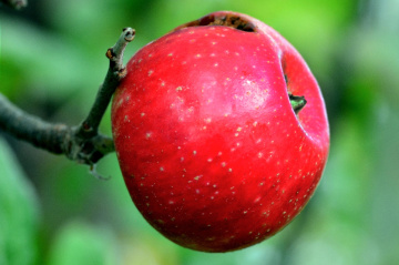 APFEL