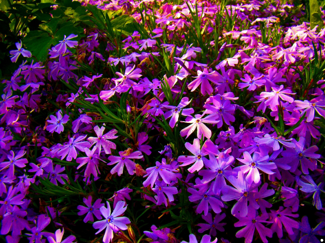 BLÜTEN