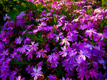 BLÜTEN