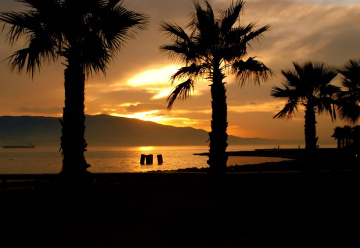 İzmit Körfezi & Palmiyeler