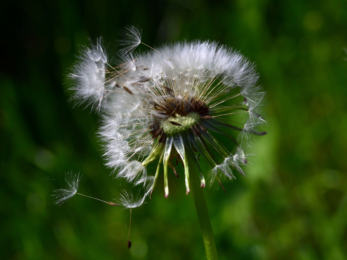 PUSTEBLUME 