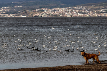 Martılar