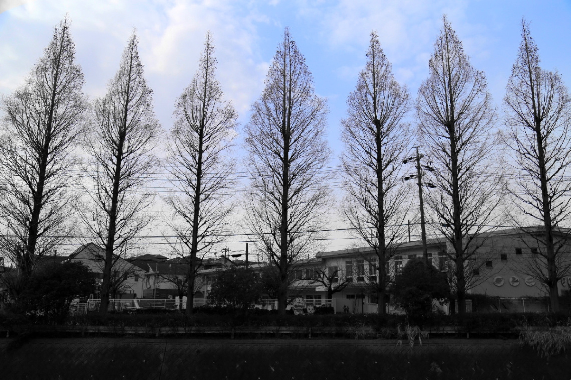 Trees on lightblue sky