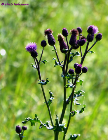 Distel