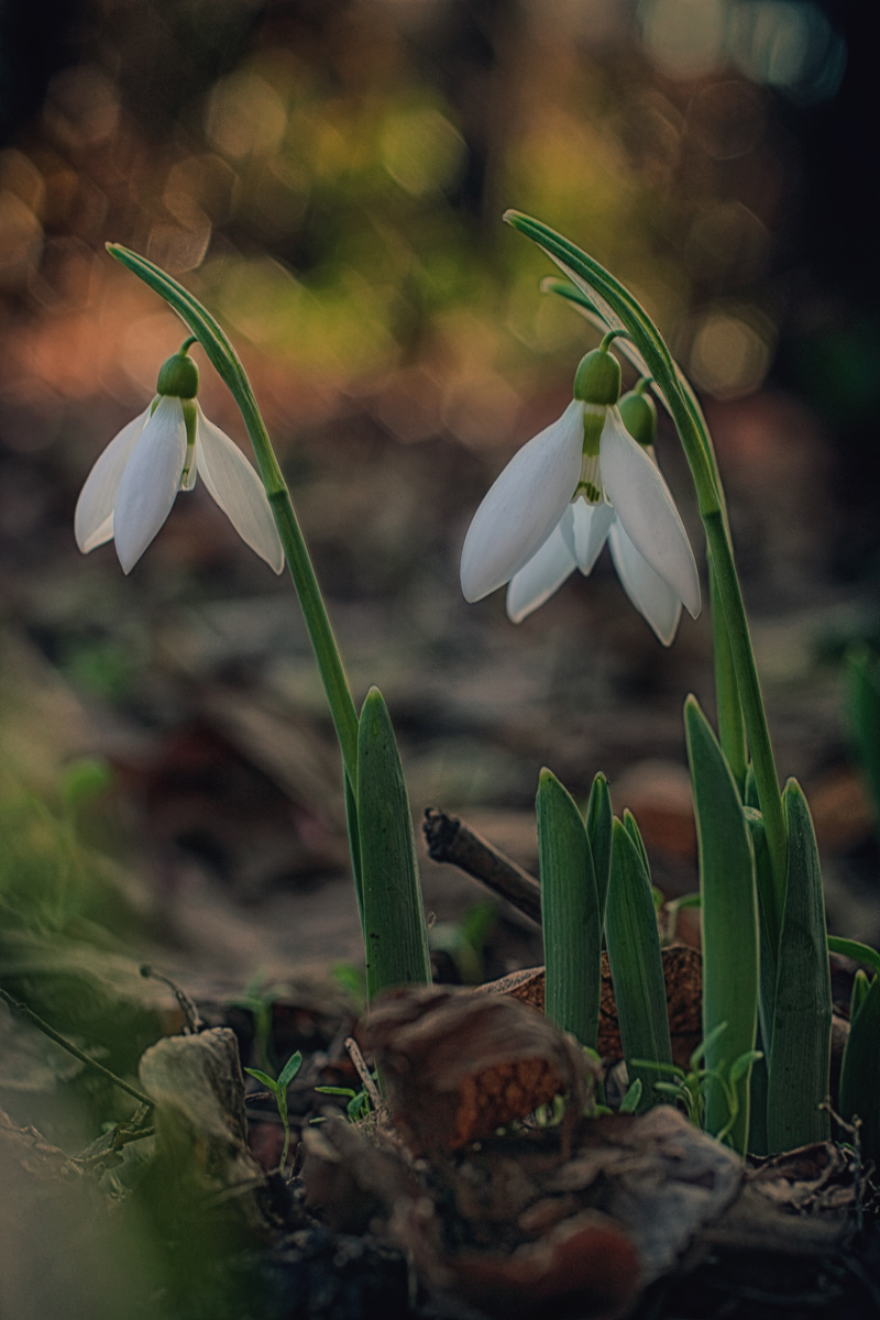 Spring is coming