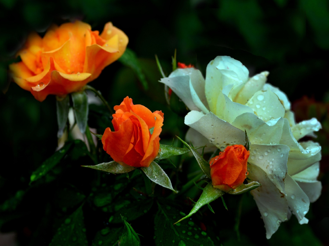 BLÜTEN