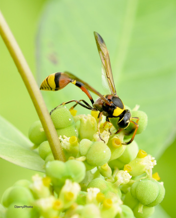 Yellow bee