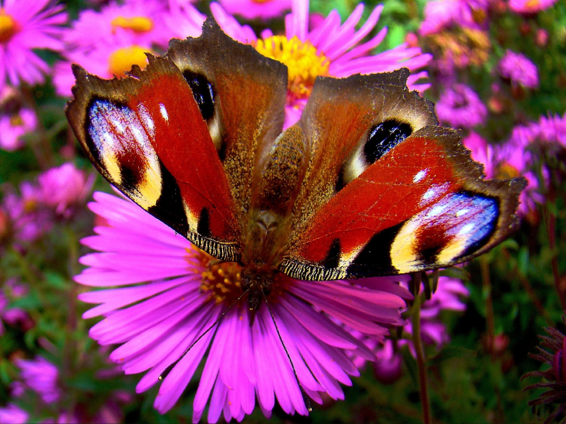 BLÜTE MIT BESUCH