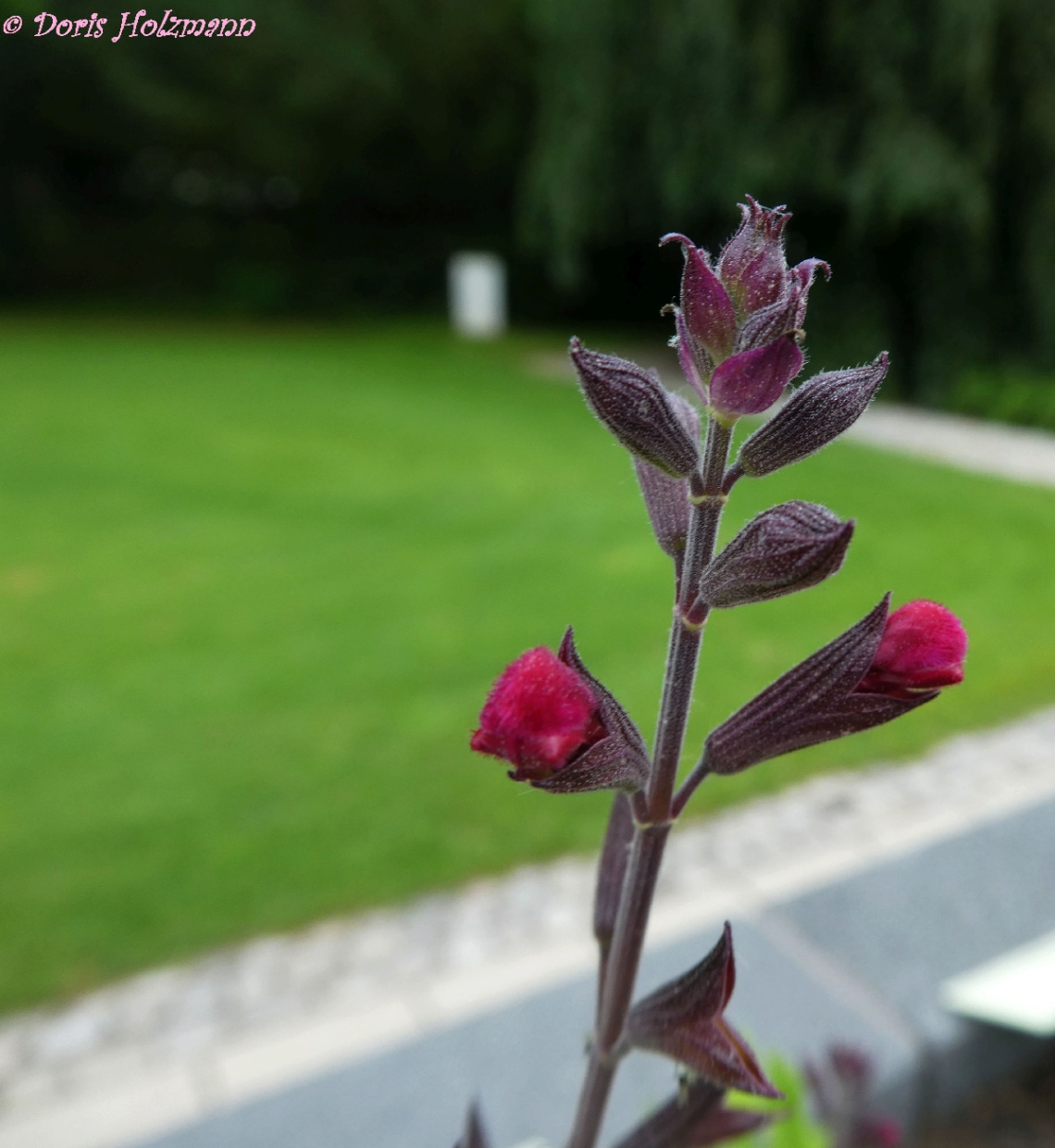 Blüte