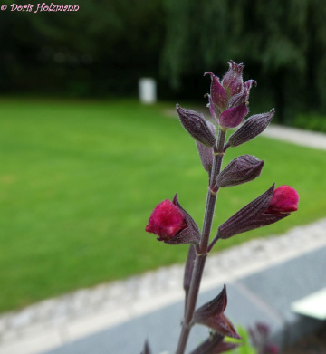 Blüte