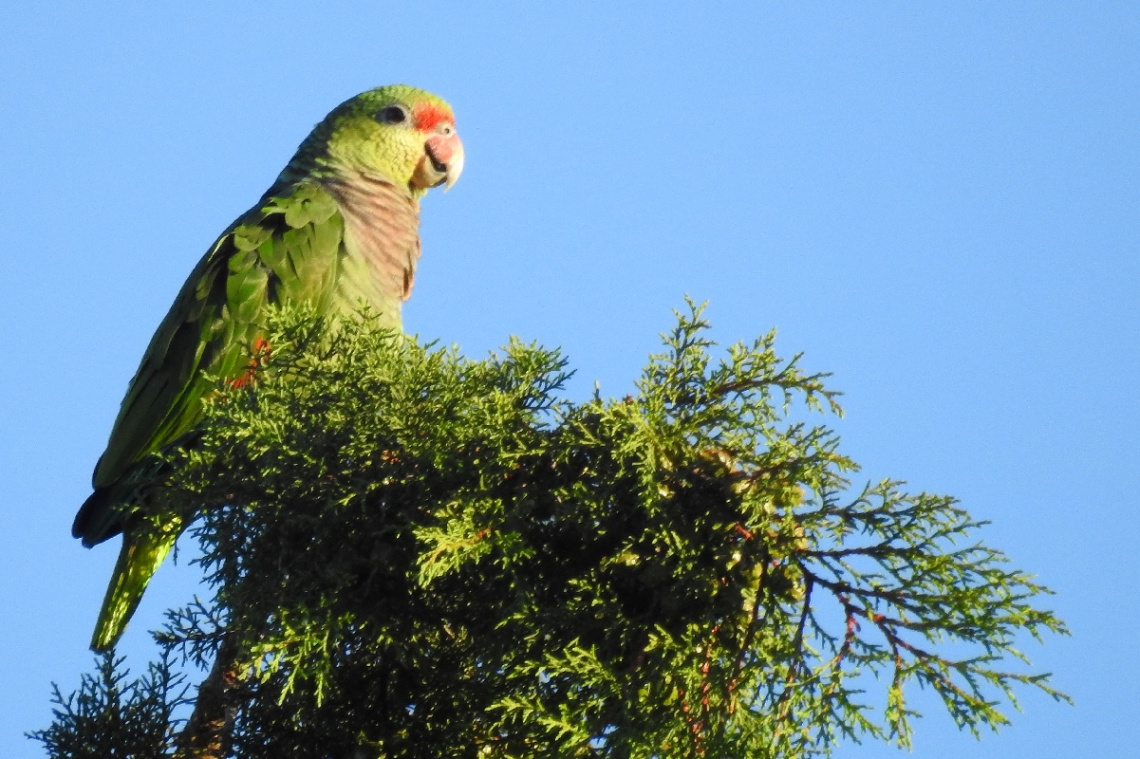 Cyanoramphus Psittacidae