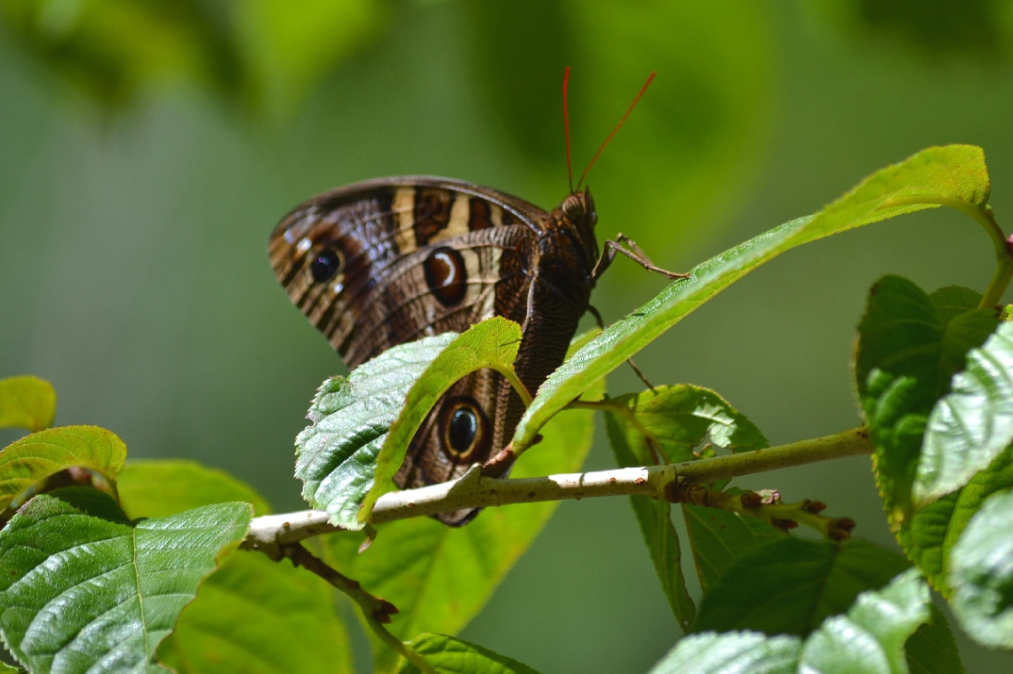 Borboleta Coruja