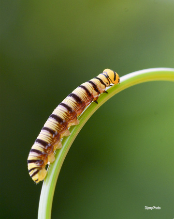Worm