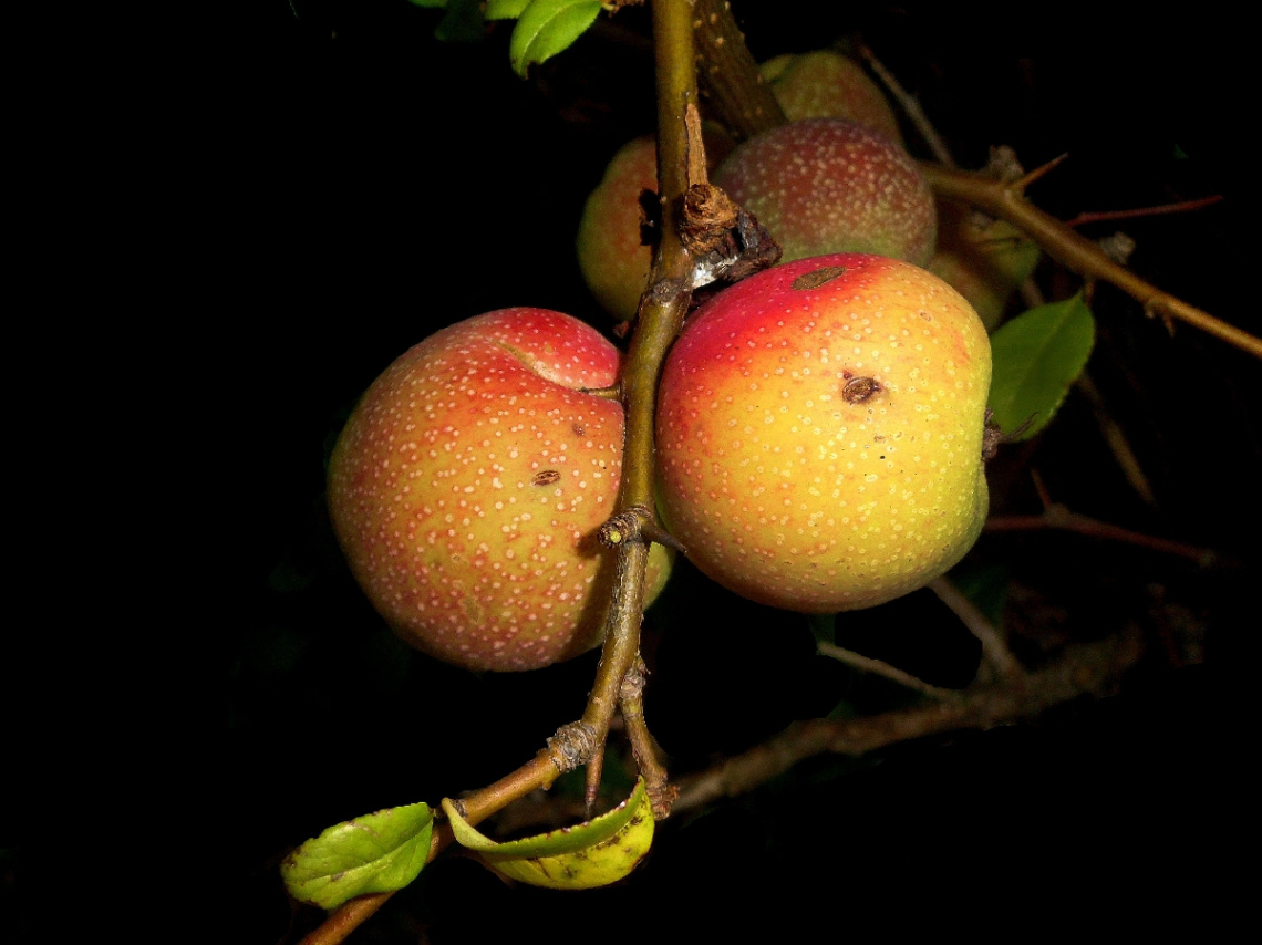ÄPFEL