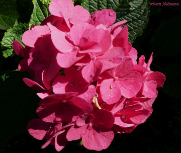 Blüten