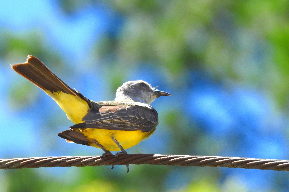 Myiarchus ferox