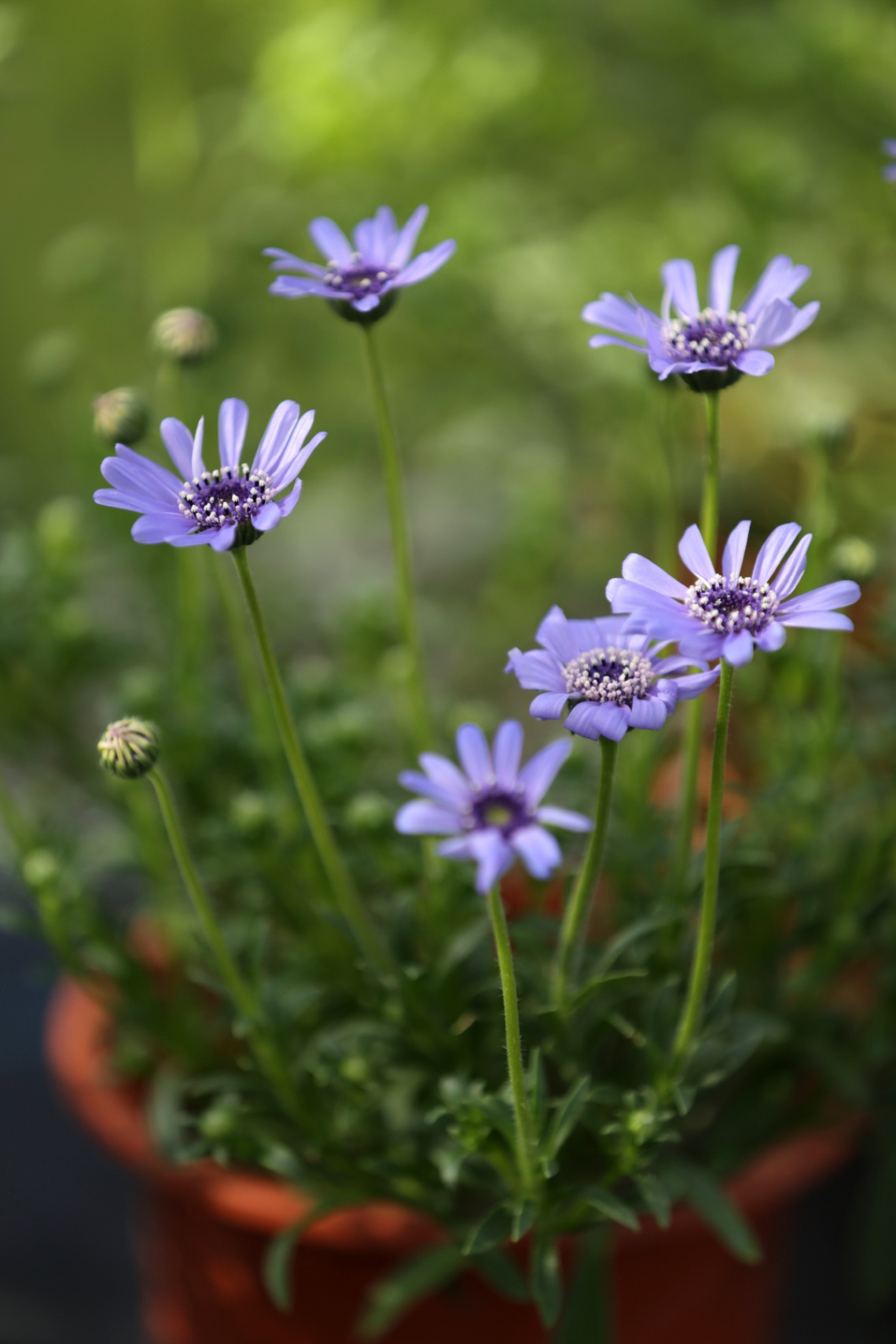 Blue daisy