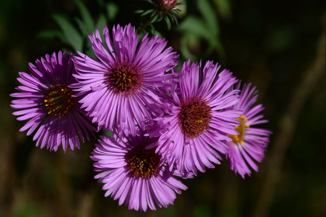 BLÜTEN