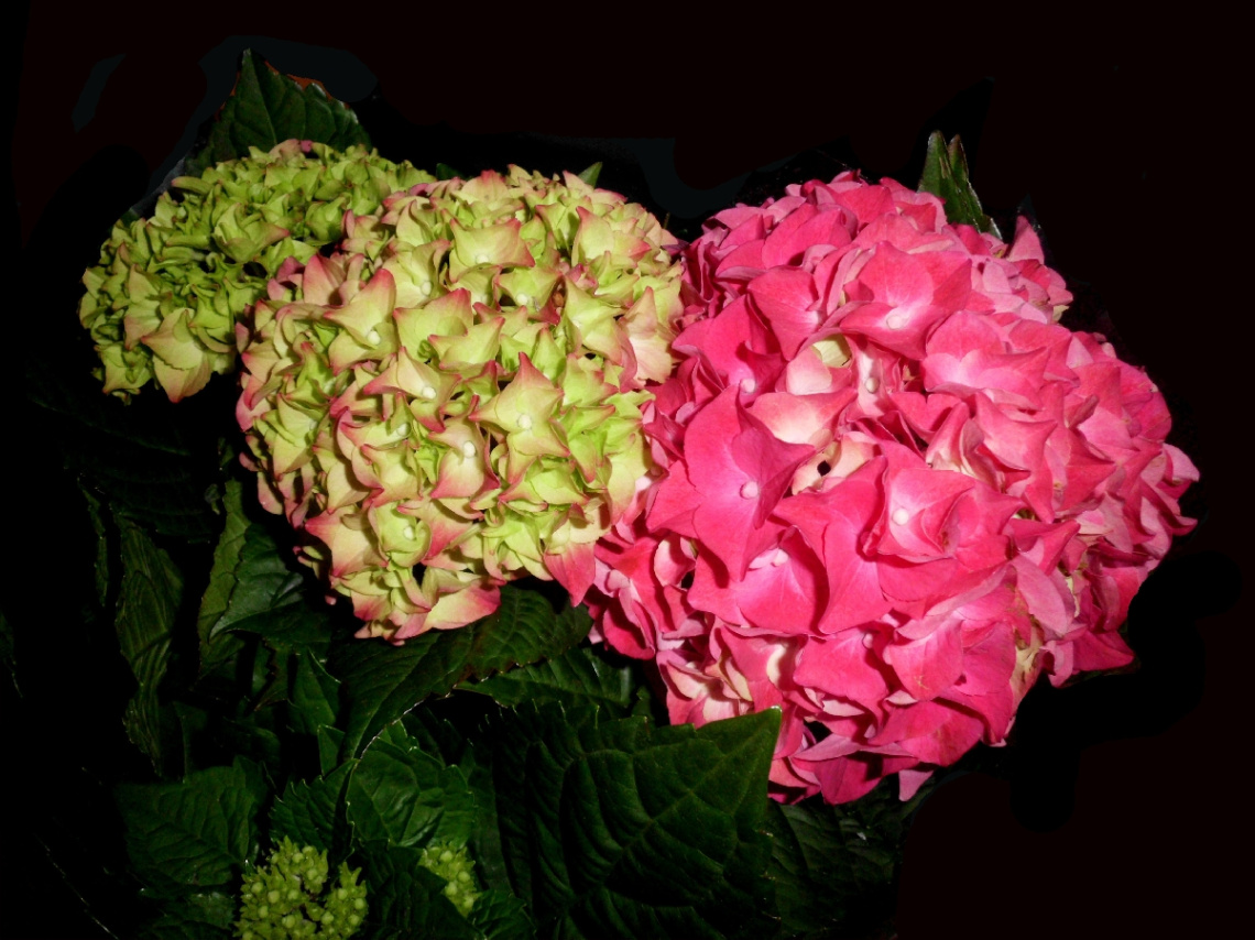BLÜTEN