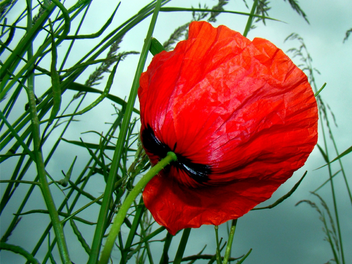 BLÜTE