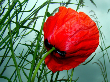 BLÜTE