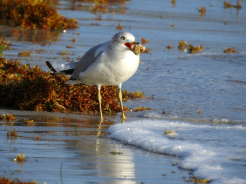 Western gull