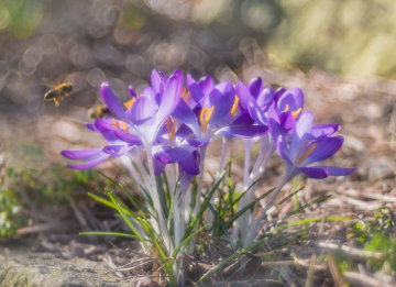 Springtime