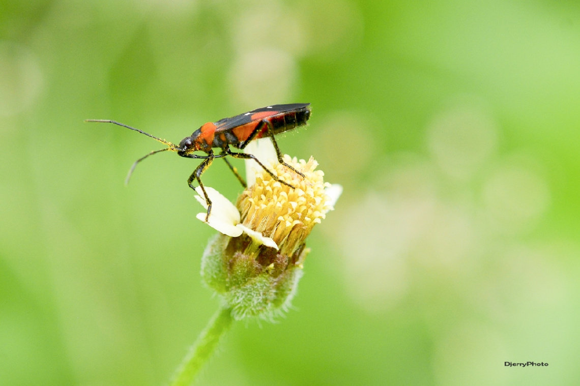 Black orange insect