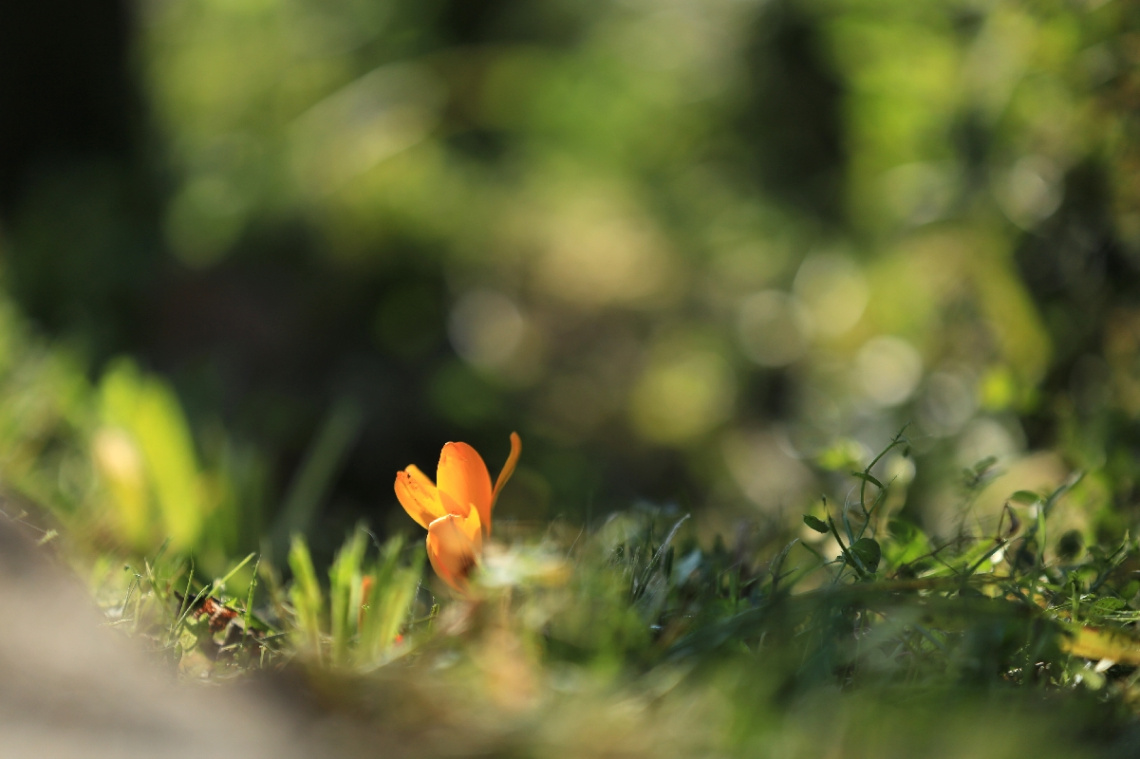 Orange crocus