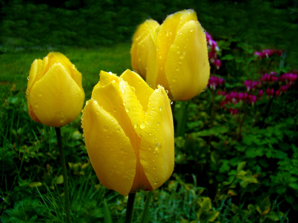 BLÜTEN