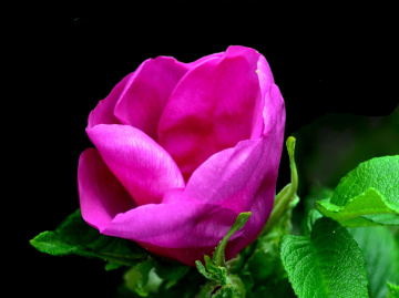 BLÜTE