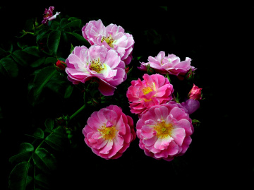 BLÜTEN