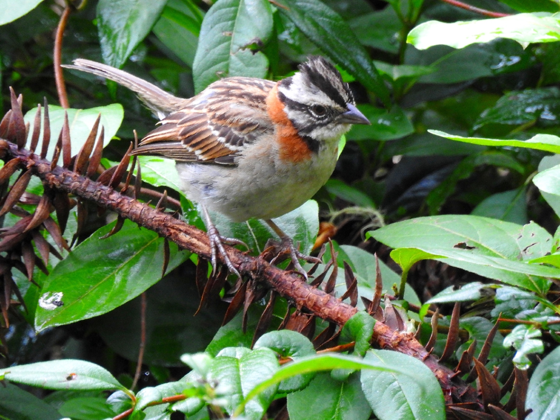Rufous-collared Sparow