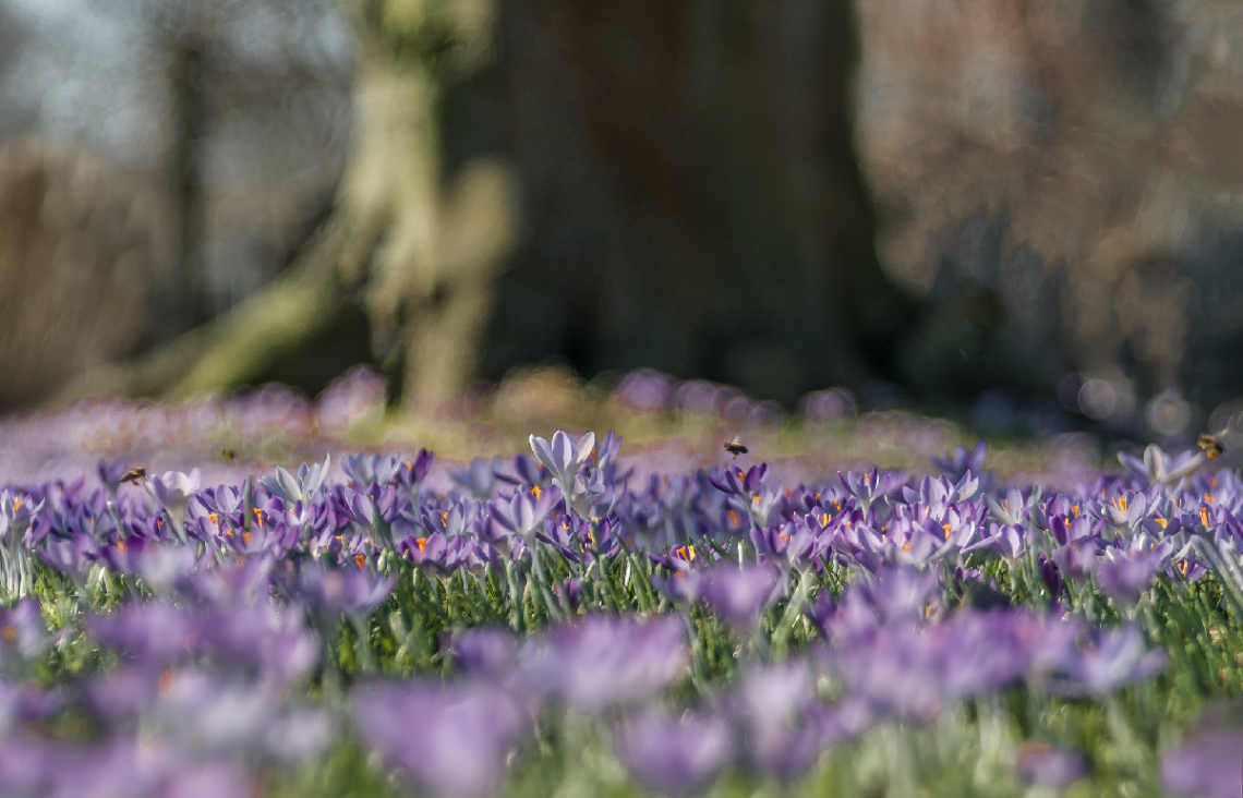Springtime 