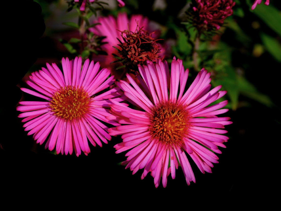 BLÜTEN