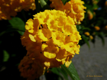 Blüten