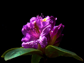 BLÜTEN