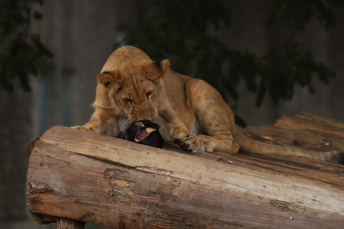 Hungry One 