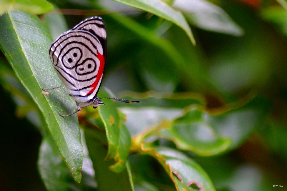 Borboleta 88 (Diaethria clymena)