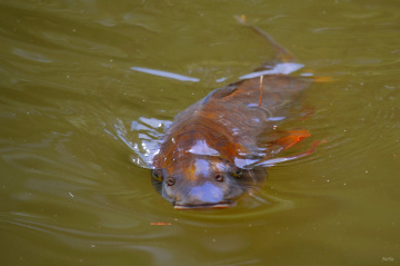 Carp