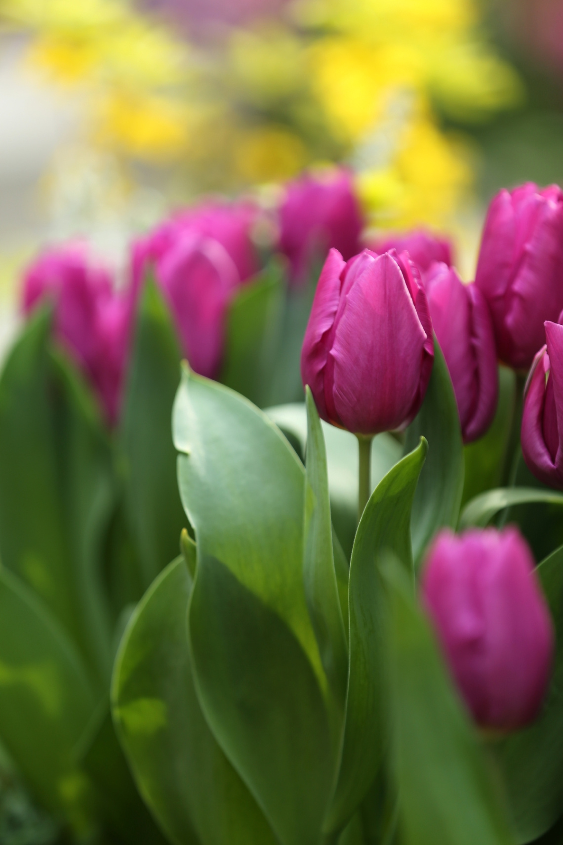 Tulip