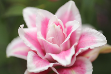 Lily