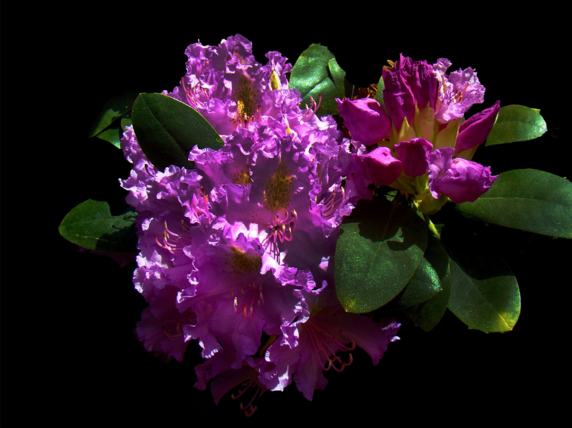 BLÜTEN