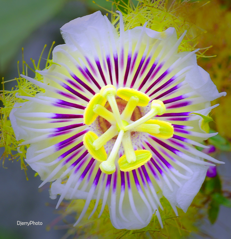 Flowers creep up