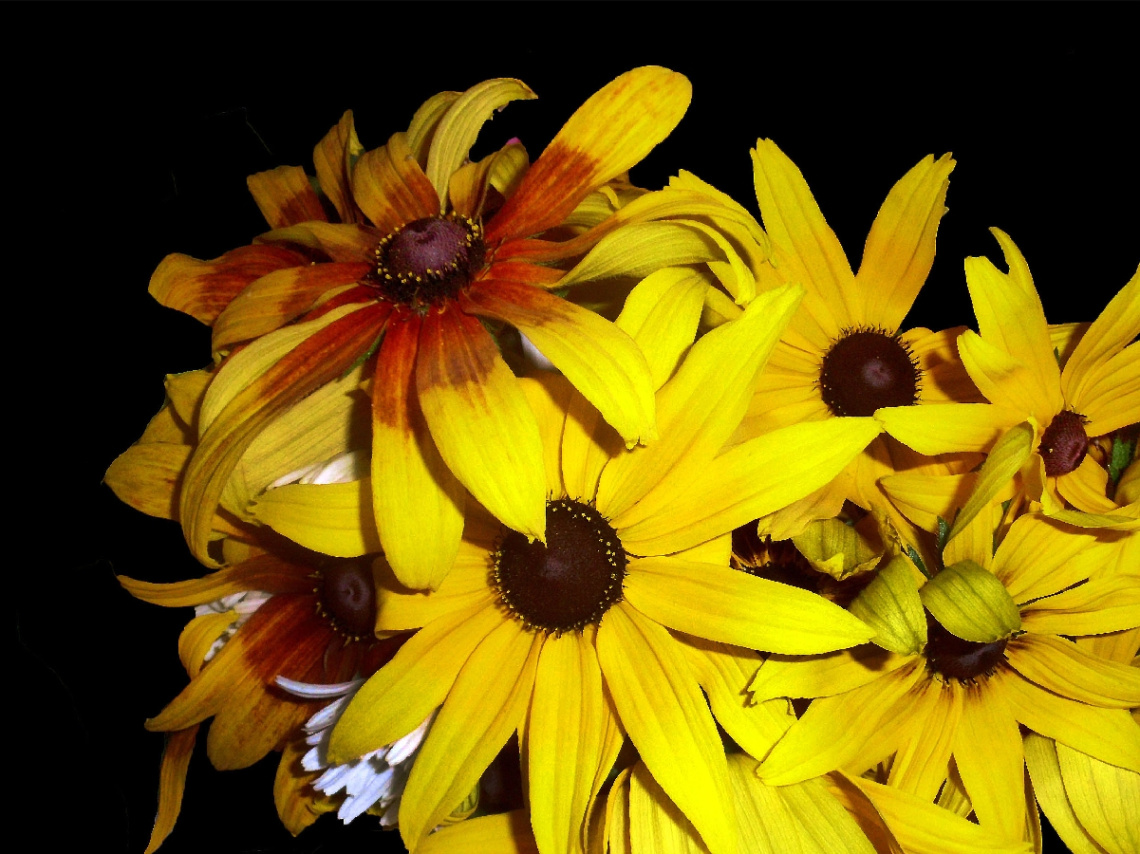BLÜTEN