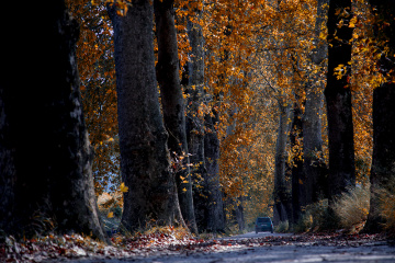 Çınarlı Yol - Kestel Dudaklı