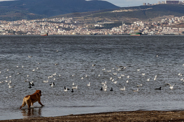 Martılar