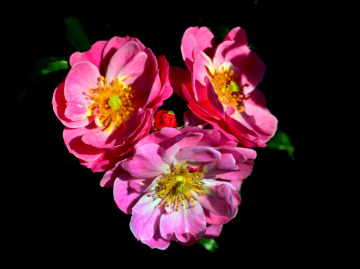 BLÜTEN