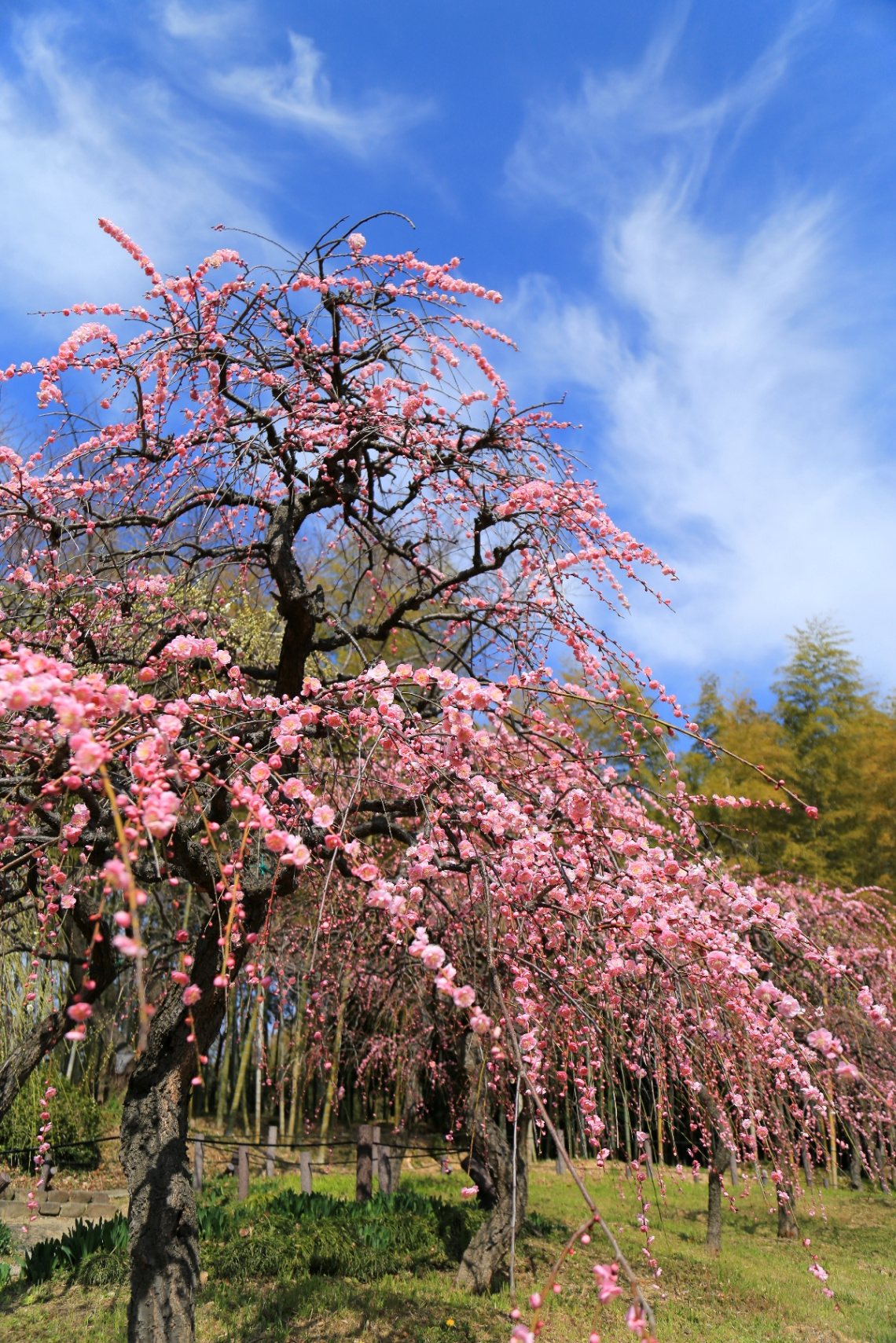 Spring !!
