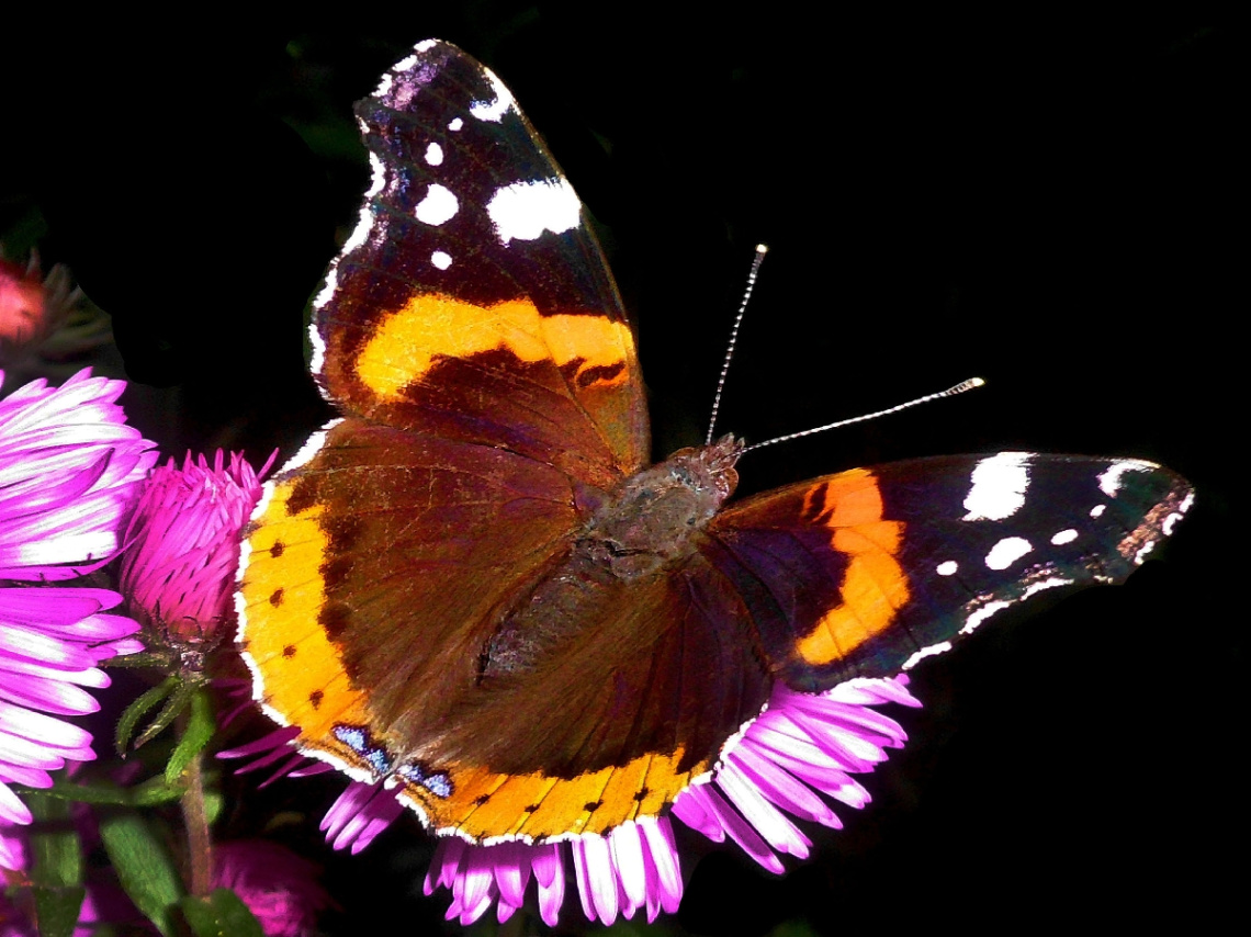 SCHMETTERLING